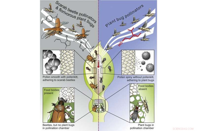 Scientists Provide First Evidence for the Origin of Animal Pollination