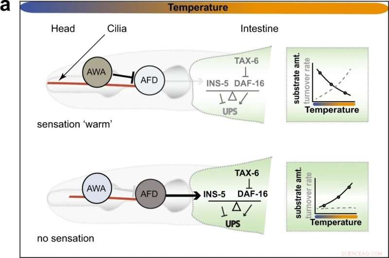 C. elegans Research Reveals How Temperature Perception Controls Protein Degradation and Lifespan