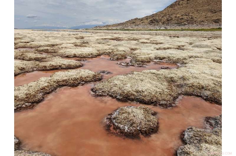 Great Salt Lake on Brink of Ecosystem Collapse as Water Levels Plummet and Salinity Soars