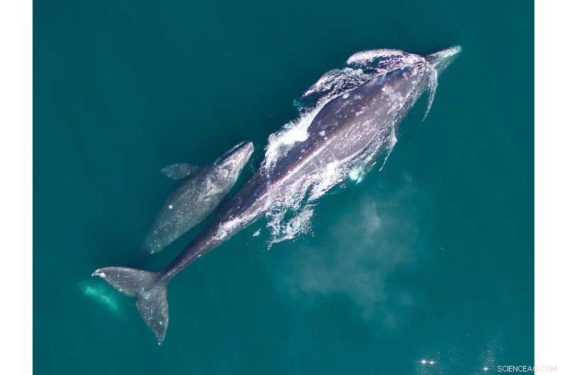 Gray Whale Populations Decline 38% on West Coast; NOAA Fisheries Commits to Ongoing Surveillance
