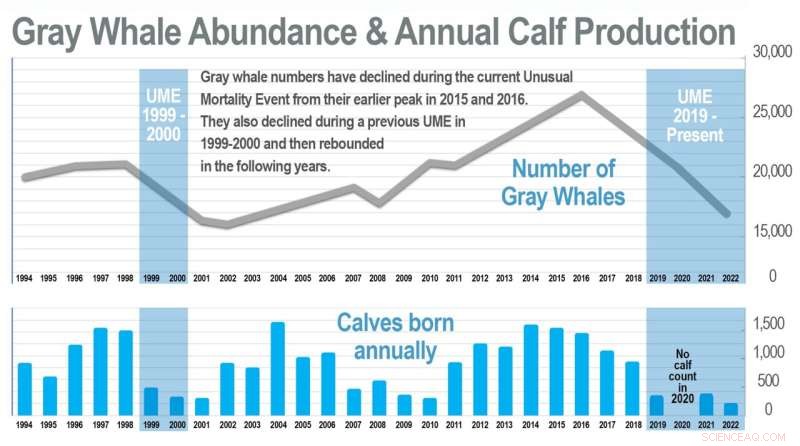 Gray Whale Populations Decline 38% on West Coast; NOAA Fisheries Commits to Ongoing Surveillance