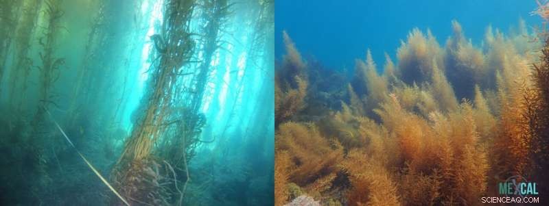 Marine Heatwave  Warm Blob  Drives Invasive Algae Takeover of Native Kelp in Baja California