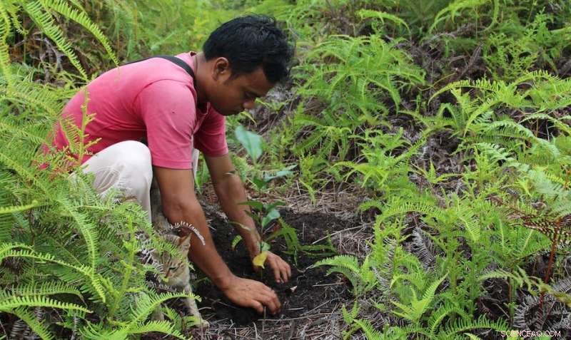 The Key to Successful Forest Restoration: Methods That Protect Ecosystems and Species