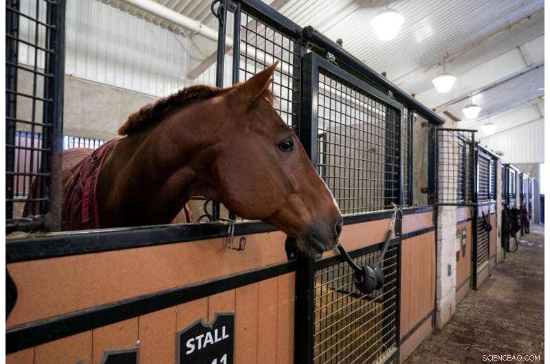 Texas A&M Launches Advanced Assay for Accurate Strangles Diagnosis in Horses