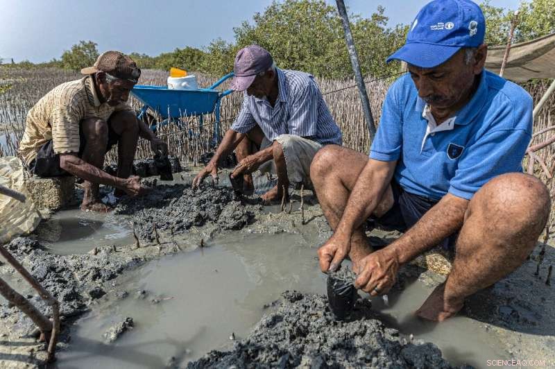 Egypt s Mangrove Replanting Initiative: Combating Climate Change with Coastal Restoration