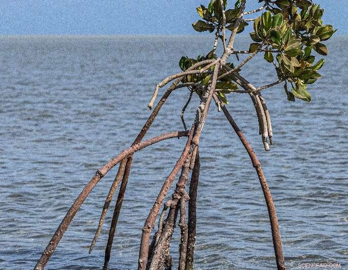 Egypt s Mangrove Replanting Initiative: Combating Climate Change with Coastal Restoration