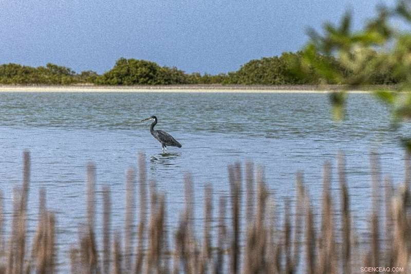 Egypt s Mangrove Replanting Initiative: Combating Climate Change with Coastal Restoration