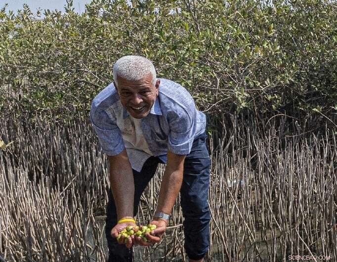 Egypt s Mangrove Replanting Initiative: Combating Climate Change with Coastal Restoration