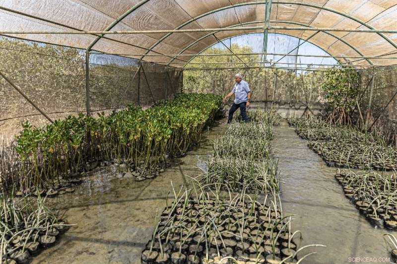 Egypt s Mangrove Replanting Initiative: Combating Climate Change with Coastal Restoration