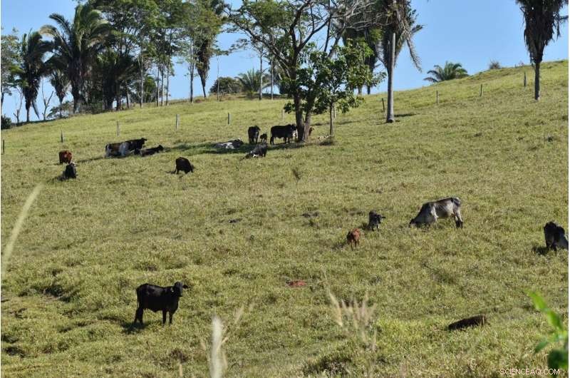 Brazilian Cattle Ranchers  Adaptation Strategies to Weather Shocks in the Amazon