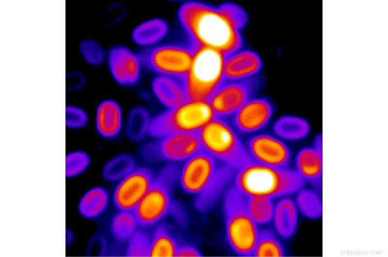 The Computational Spores: How Dormant Bacteria Calculate Their Resurrection