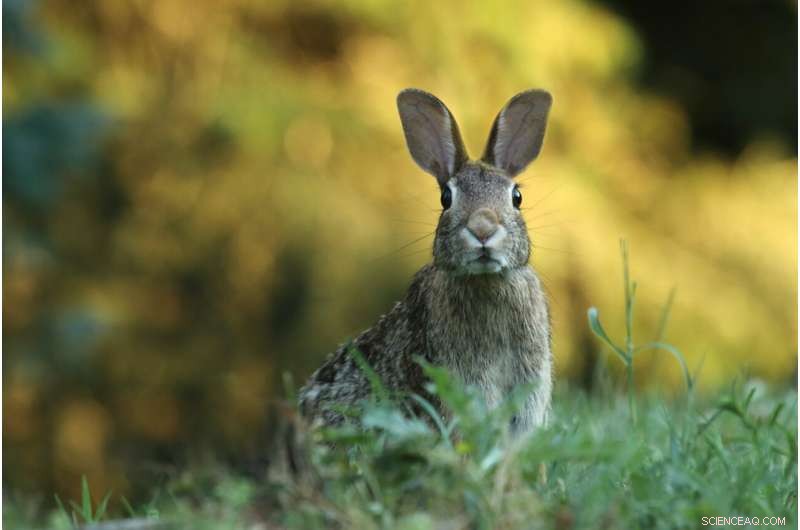 Myxoma Virus in Rabbits Evolves to Higher Lethality, Research Reveals