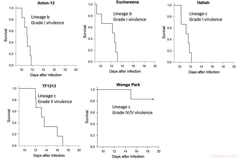 Myxoma Virus in Rabbits Evolves to Higher Lethality, Research Reveals