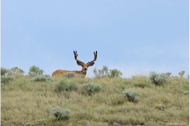 Gas Wells Reduce Mule Deer Spring Migration by 38.65%, 14-Year Study Confirms