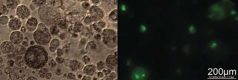 Harnessing Genomic Dark Matter for Breakthrough Cancer Treatments