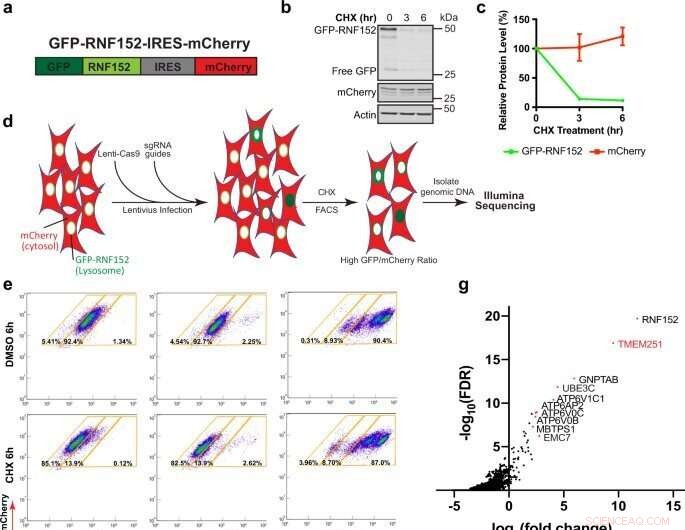 CRISPR Study Reveals Missing Lysosomal Pathway Driving Mucolipidosis Type II