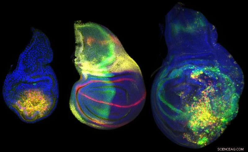 A Dedicated Genomic Region for Organ Formation and Regeneration: Drosophila Insights
