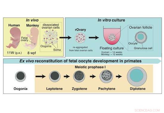 Unlocking Human Egg Development: Key Steps in Transforming Fetal Germ Cells
