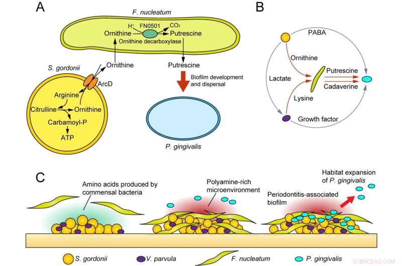 Fusobacterium nucleatum: Key Integrator in Oral Microbial Food Chains Promoting Periodontitis