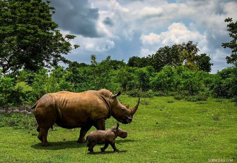 Rhinos Remain Under Acute Threat Despite Poaching Decline, Says IUCN
