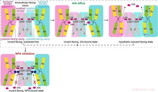 Breakthrough: How PIN Proteins Enable Polar Auxin Transport in Plants