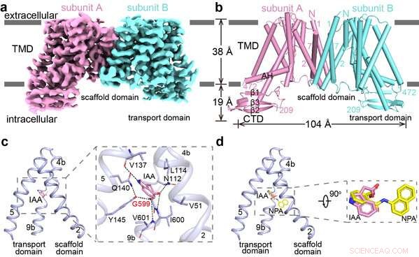 Breakthrough: How PIN Proteins Enable Polar Auxin Transport in Plants