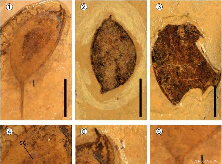 Oldest Eocene Fossil Record of Podocarpium Discovered on Tibetan Plateau