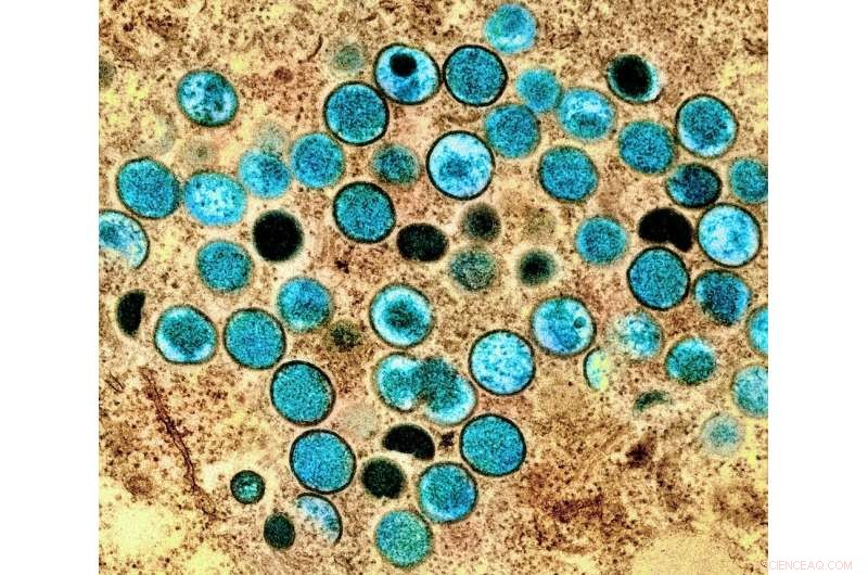 Historic First: Dog Contracts Monkeypox from Owner, Signaling Animal Transmission Risks