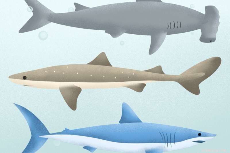 Shark Encounters Increasing: Understanding the Ethics of Shark Hunting