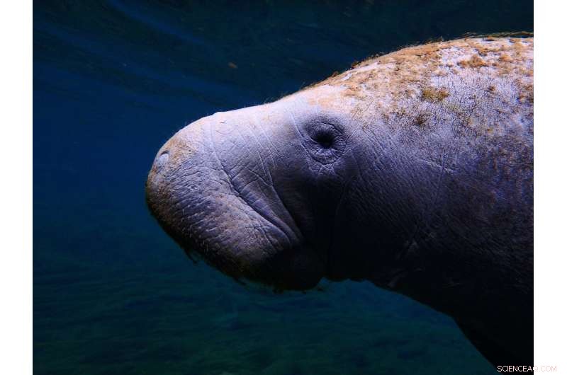 Florida Manatee Deaths Over 12 Years Near Current Population, Signaling Conservation Crisis