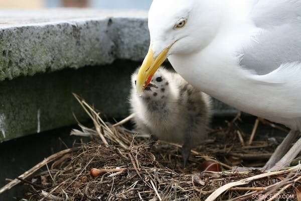 The Seagull Paradox: Understanding Behavior and Preventing Food Theft