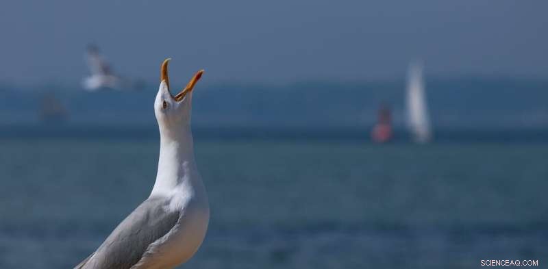 The Seagull Paradox: Understanding Behavior and Preventing Food Theft