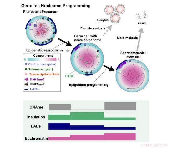 Germline DNA Remodeling: Unlocking the Secrets of Embryonic Totipotency