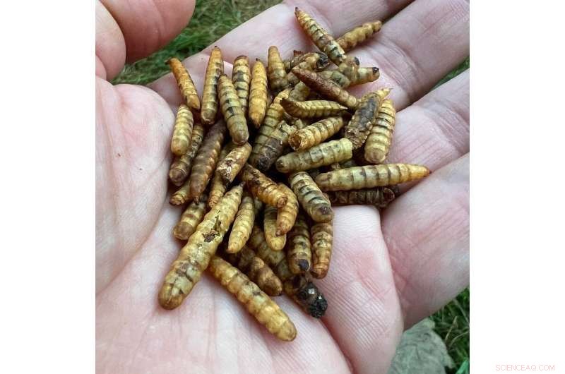 Soldier Fly Larvae: Essential Decomposers in Your Compost Pile