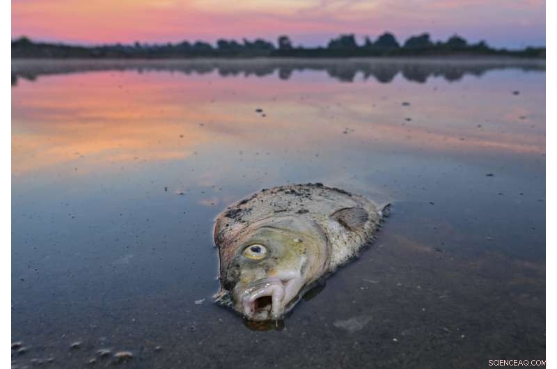 Oder River Fish Die-Off: Germany Reveals Multiple Contributing Substances