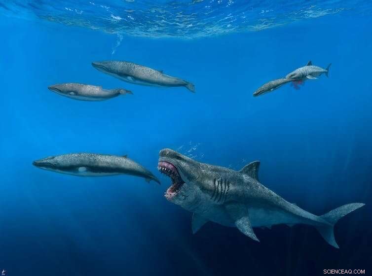 Megalodon s Feeding Power: 3D Model Shows It Could Swallow Great White Sharks Whole