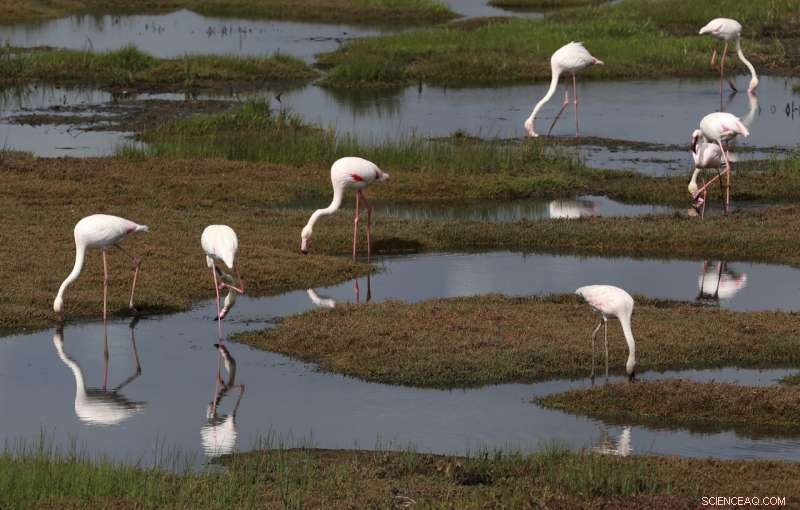 Climate Change Endangers Africa s Migratory Birds with Droughts