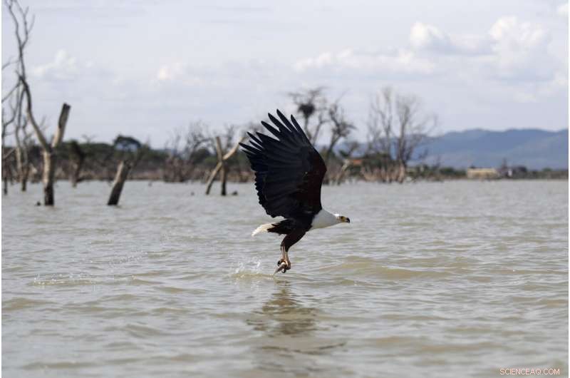 Climate Change Endangers Africa s Migratory Birds with Droughts