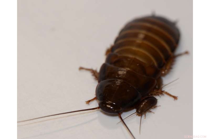 Biology Over Physics: Mathematical Model Redefines Animal Growth Patterns