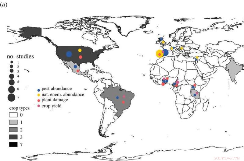 Research Confirms Ants as Effective Pesticide Alternatives for Sustainable Crop Protection