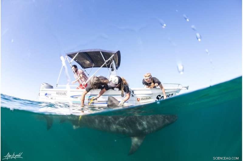 Biologging Breakthrough: How Sharks, Rays, and Skates Navigate Ocean Depths