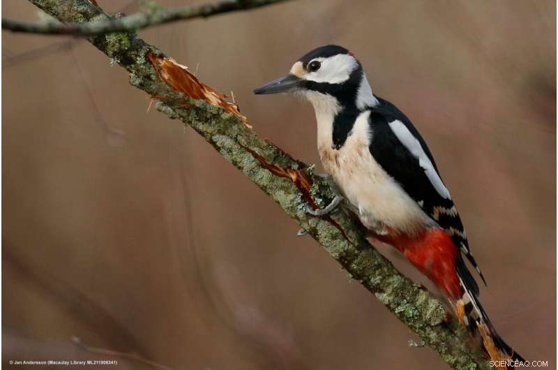 How Woodpeckers Evolved to Taste Sweetness by Repurposing Savory Receptors