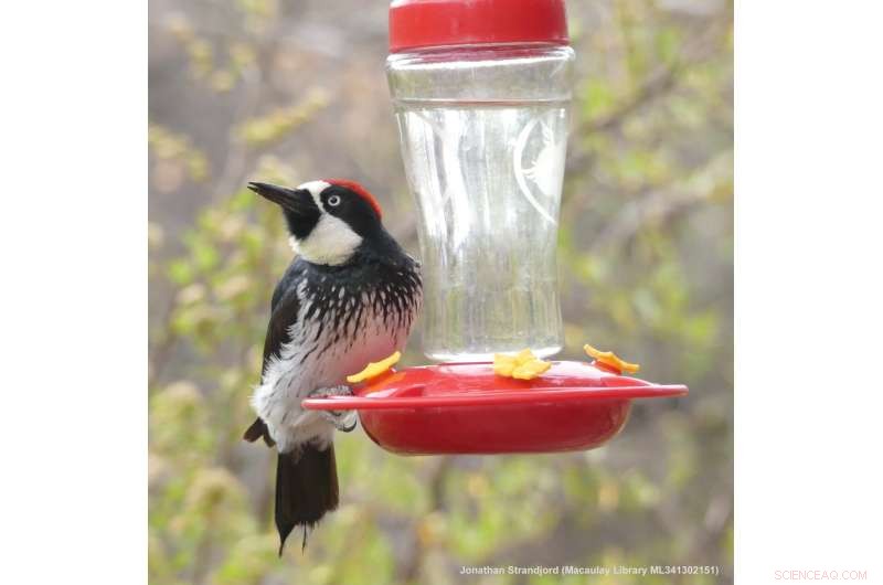 How Woodpeckers Evolved to Taste Sweetness by Repurposing Savory Receptors