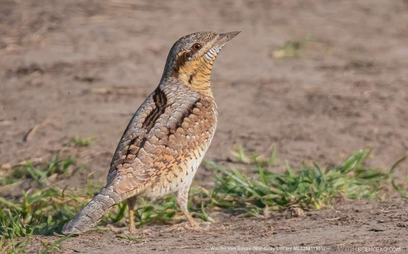How Woodpeckers Evolved to Taste Sweetness by Repurposing Savory Receptors