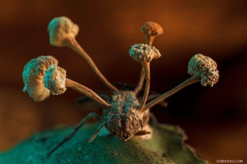 Parasitic Fungus-Infected Fly Wins Second BMC Ecology and Evolution Image Competition