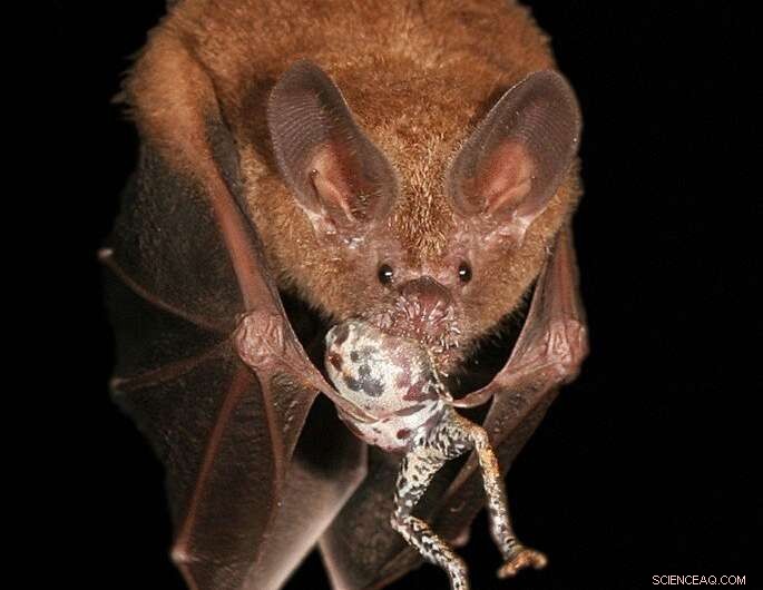 Parasitic Fungus-Infected Fly Wins Second BMC Ecology and Evolution Image Competition