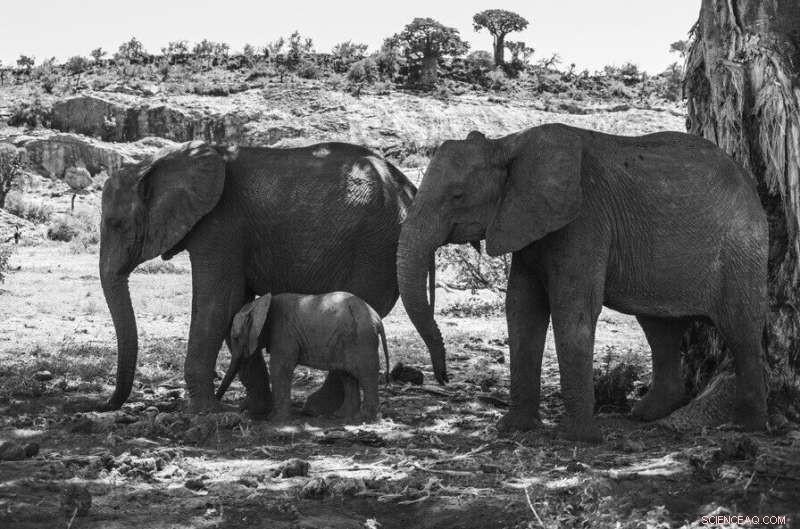 Parasitic Fungus-Infected Fly Wins Second BMC Ecology and Evolution Image Competition