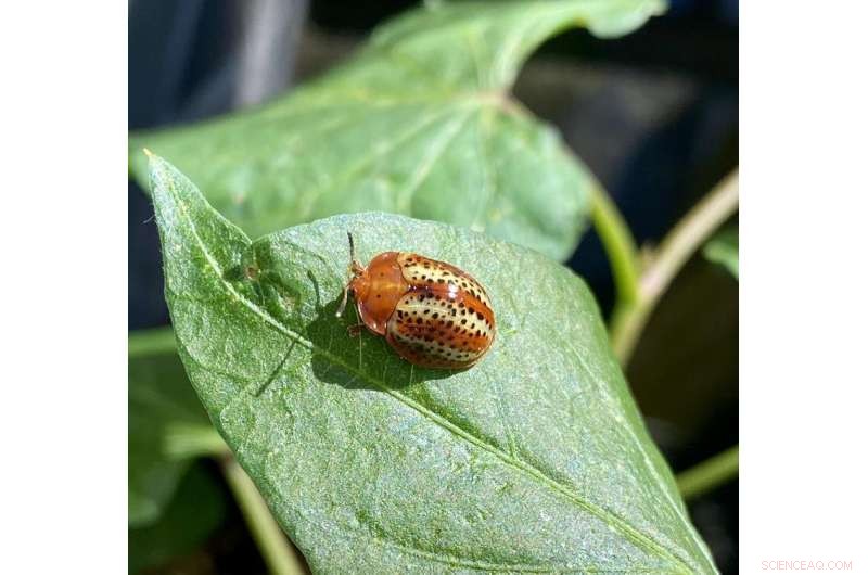 The Costly Shield: Microbial Defense in Leaf Beetle Metamorphosis