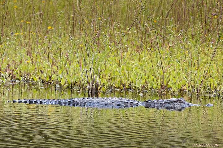 Myakka River State Park: Florida s Largest and Oldest Wildlife Sanctuary