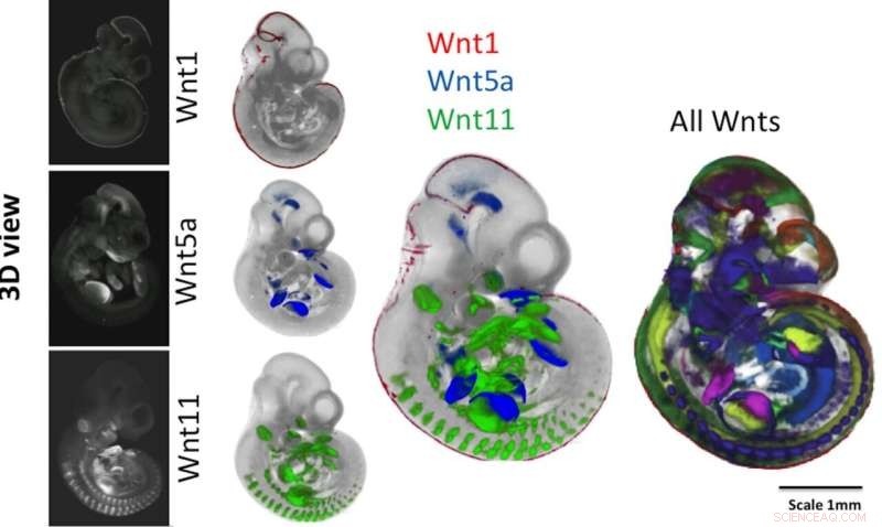 Breakthrough: First Multi-Gene Activity Map in Developing Mouse Embryos Revealed